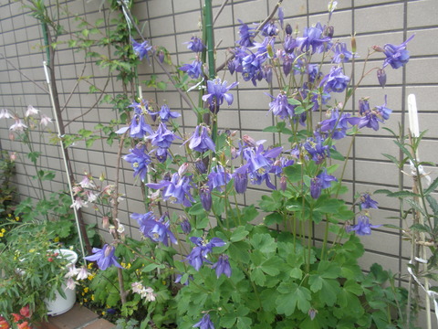 P4250049
