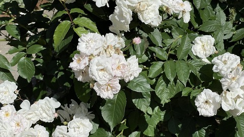 IMG_E5690●_R