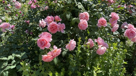 IMG_E5706●_R