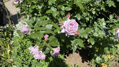 IMG_E5655●_R