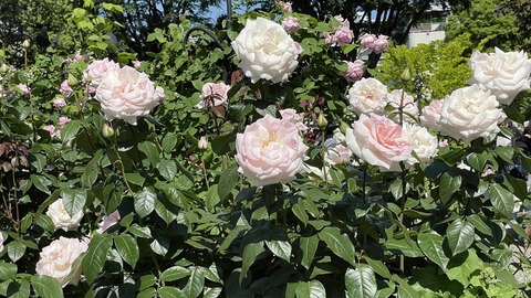 IMG_E5718●_R