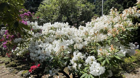 IMG_E5785＋_R