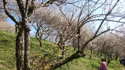 2019-03-09 13.39.46●