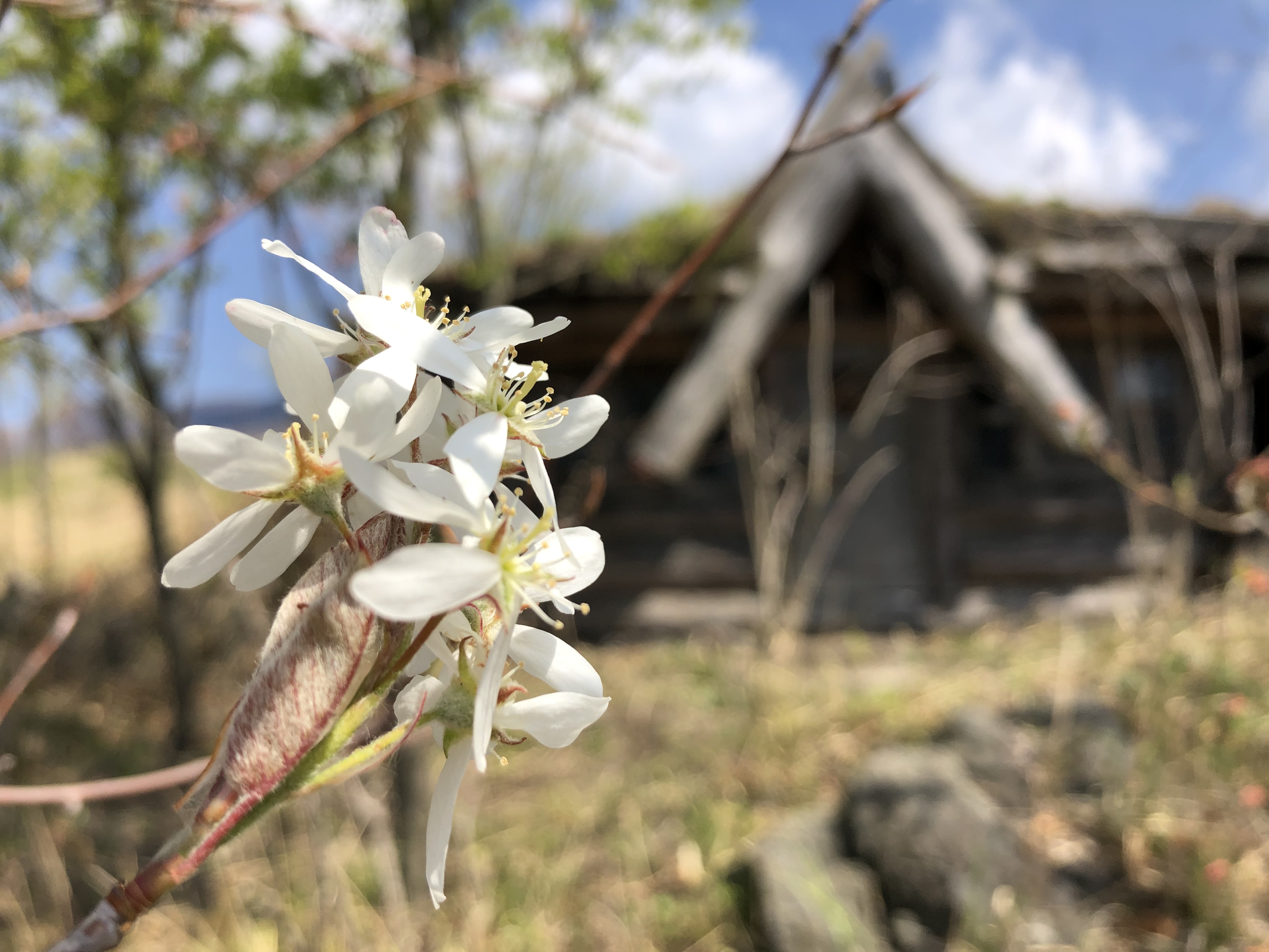 ジューンベリーの花 我が星は美しい 希望の光に向かって ジューンベリーの花 我が星は美しい 希望の光に向かって