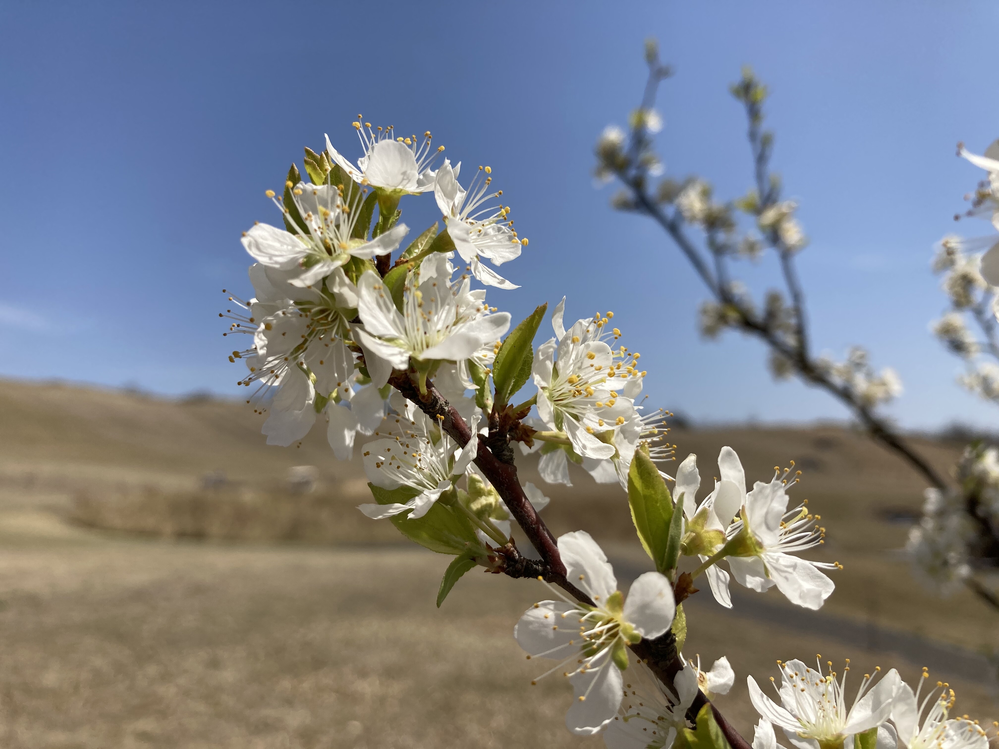 スモモの花が満開です 我が星は美しい 希望の光に向かって スモモの花が満開です 我が星は美しい 希望の光に向かって