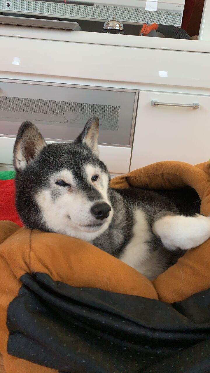 お散歩グッズだりん 風と鈴のわらわら日記 お散歩グッズだりん 風と鈴のわらわら日記
