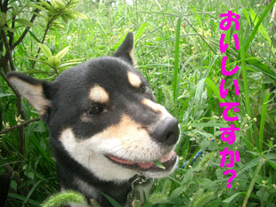 風と鈴のわらわら日記 モグモグ