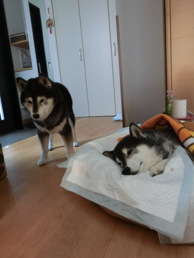 風と鈴のわらわら日記 痙攣発作