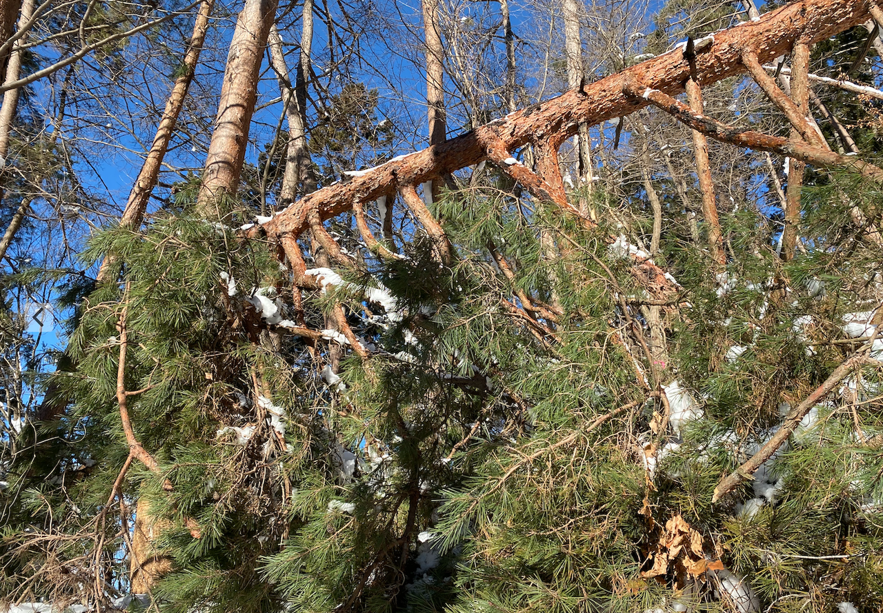 �����꡼�󥷥�å� 2020-12-22 13.54.53