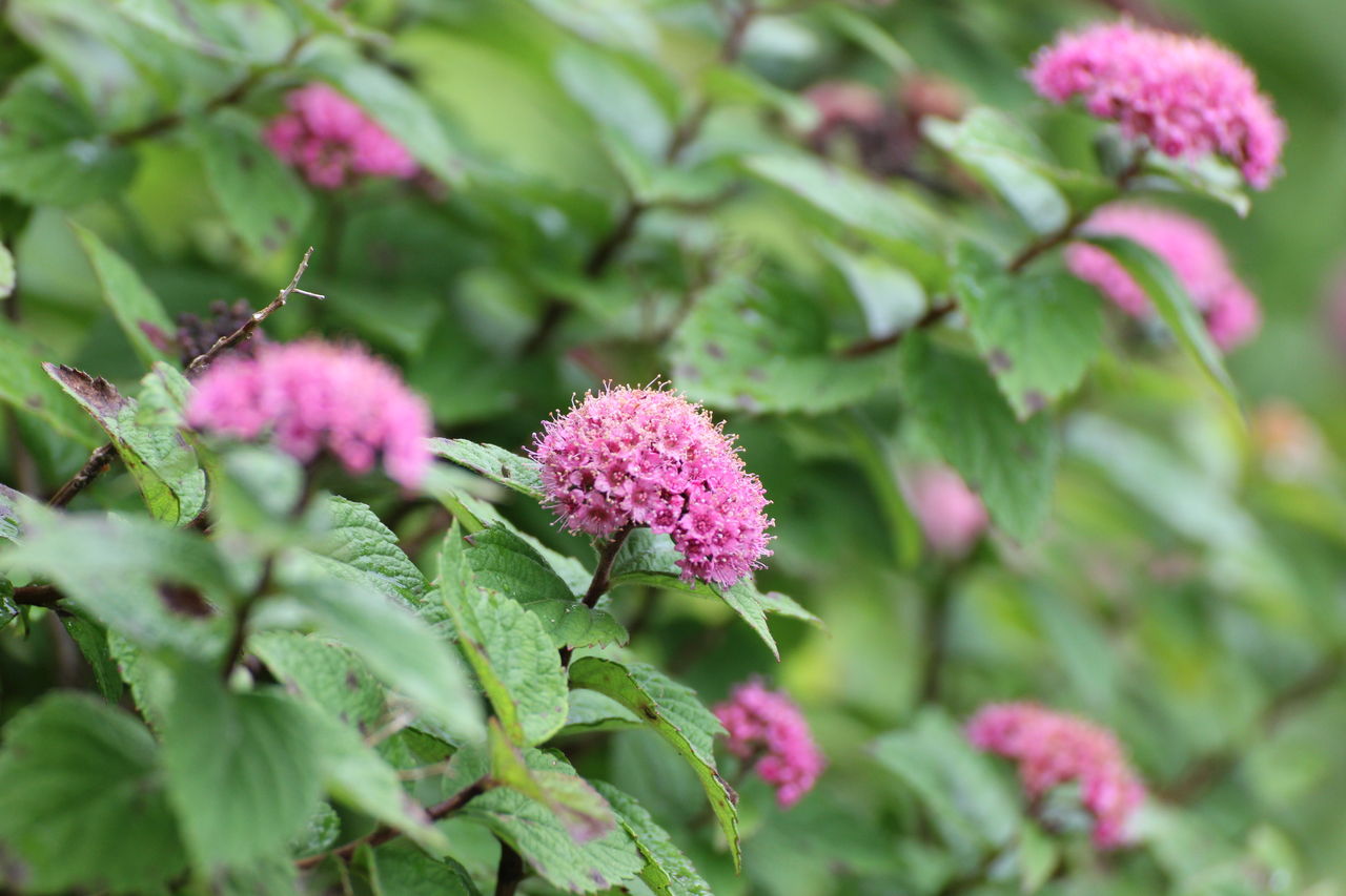 伊吹山の花 Shinoda9900の写真ブログ