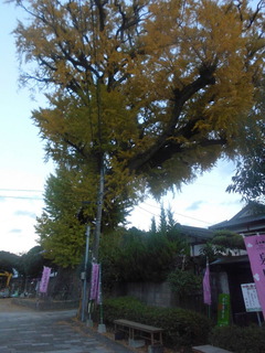有田の大イチョウ
