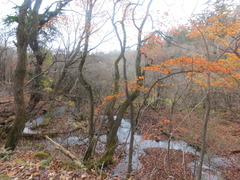 紅葉はベスト