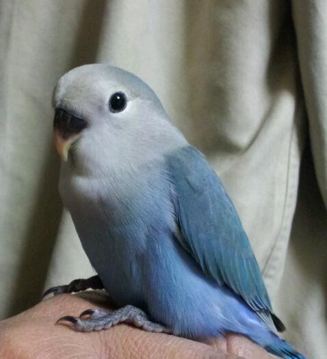 コザクラインコとの思い出 Cute Bird Friends コザクラインコとの思い出 Cute Bird Friends