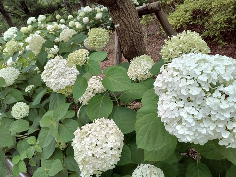 Kimg20240620_120210879