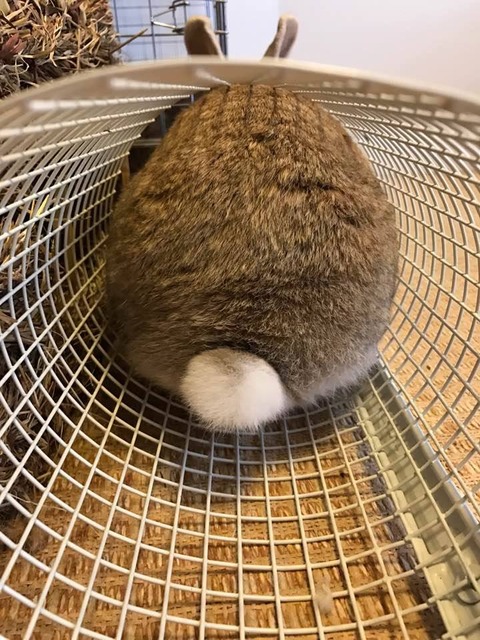 マロンちゃんのマジック