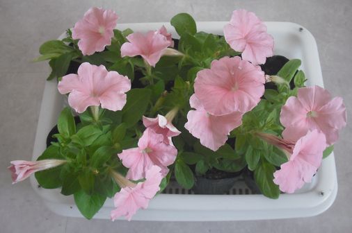 種からペチュニア 傍らには未完成の