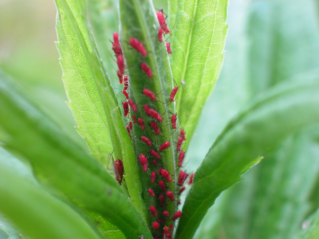 セイタカアワダチソウヒゲナガアブラムシ 背高泡立草髭長油虫 森羅百象