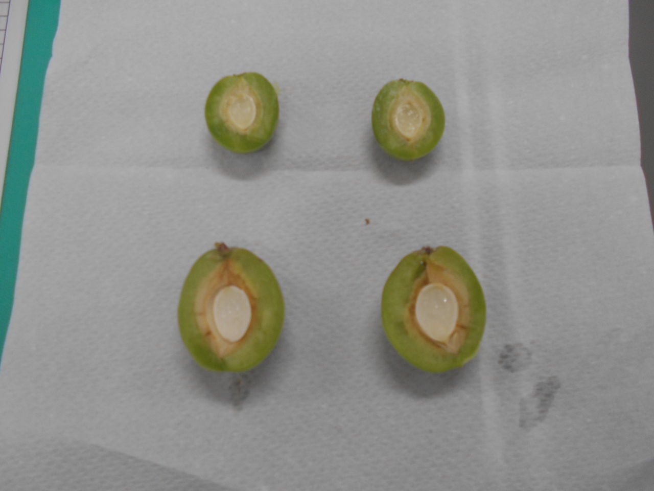 実ウメと花ウメ ひびき園 さわやか 日記