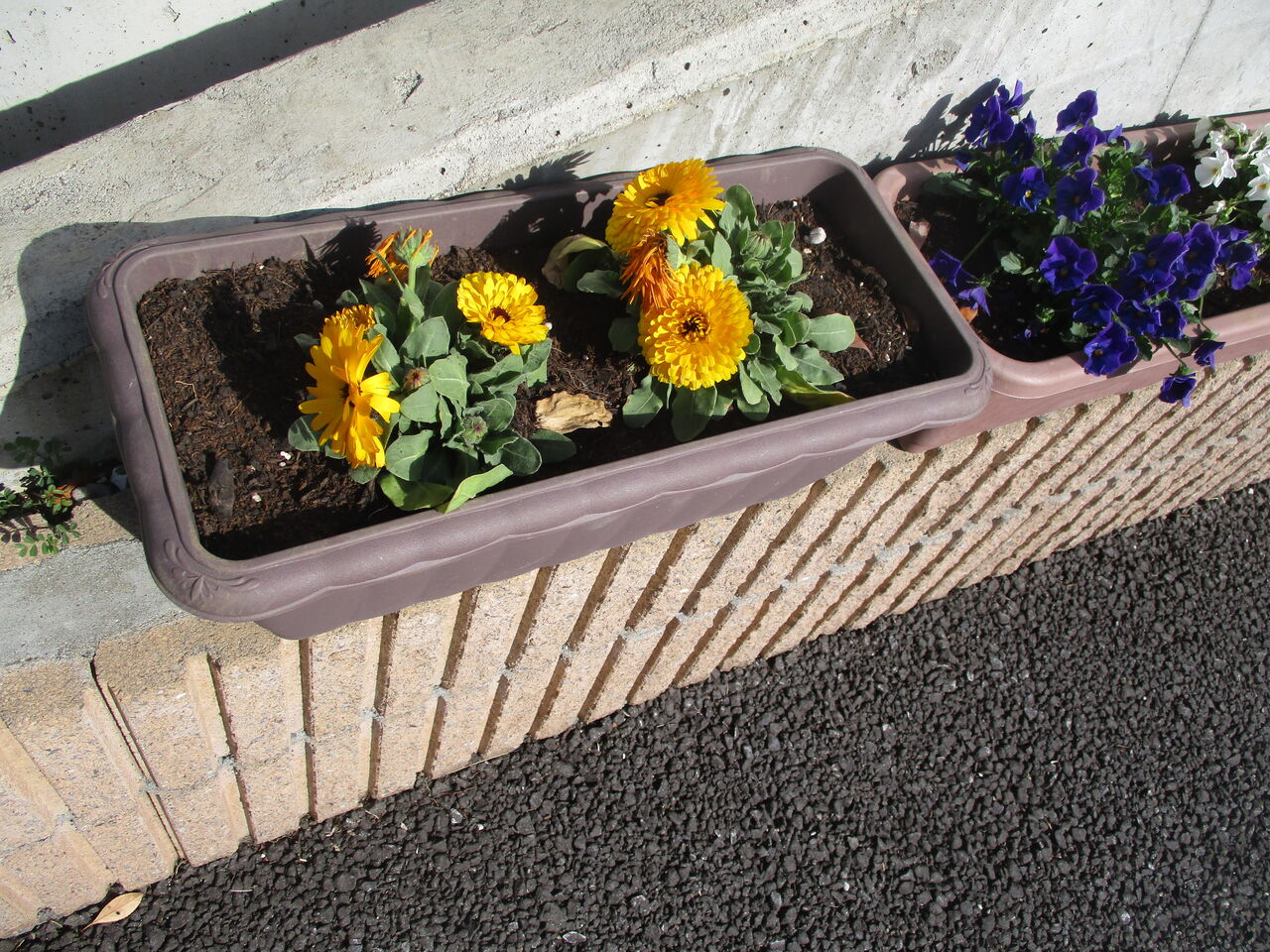 新しい花植えました さわやか 日記 新しい花植えました さわやか 日記