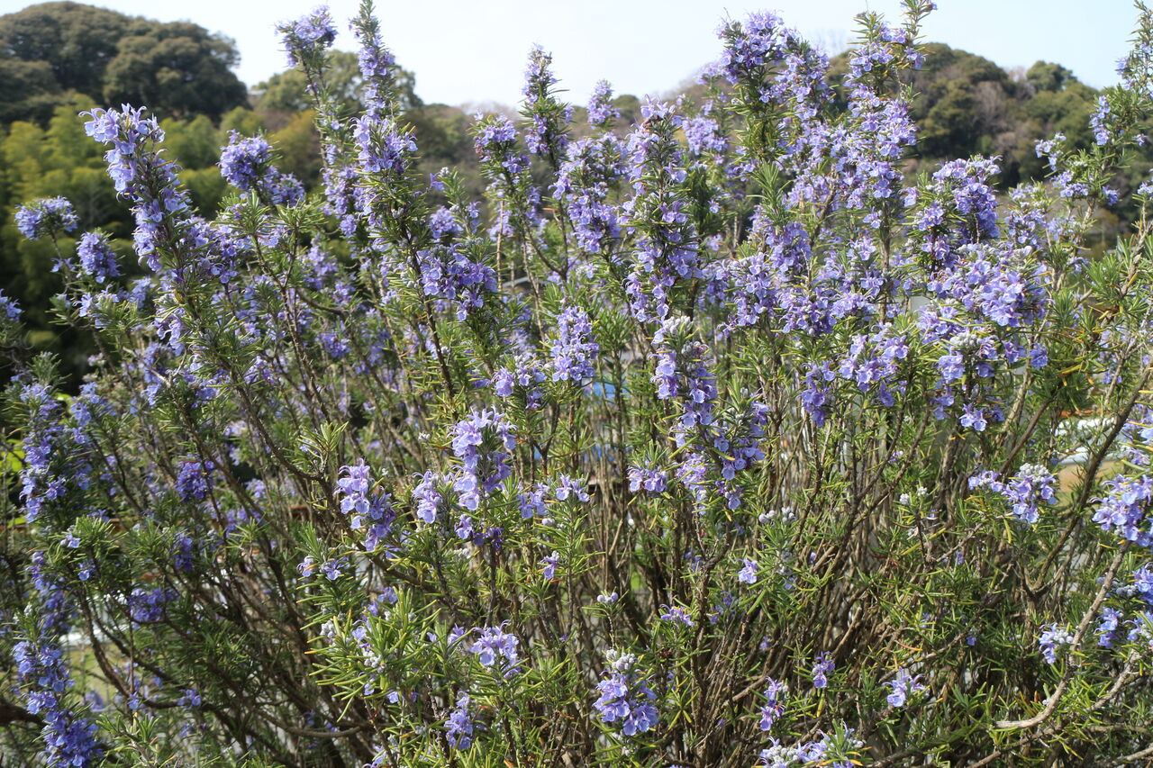 ローズマリー 長府ケアハウス さわやか 日記