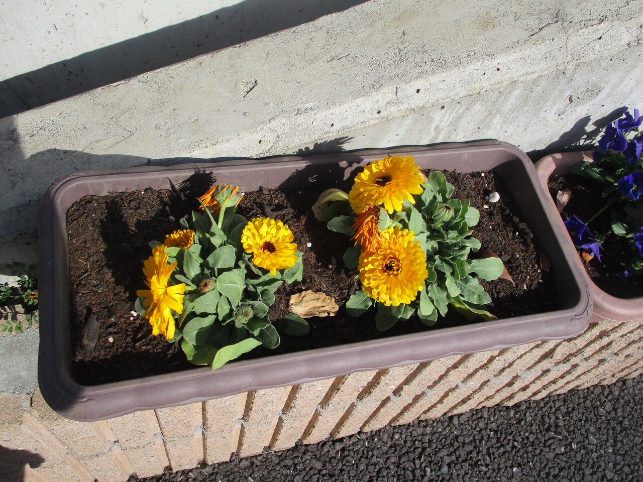 新しい花植えました さわやか 日記 新しい花植えました さわやか 日記
