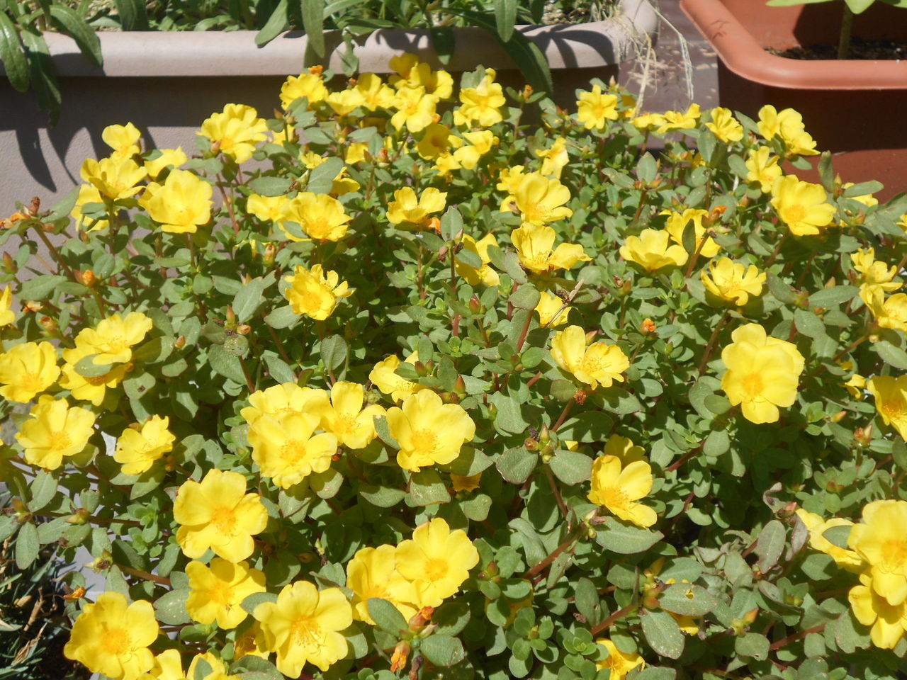 夏の花 ひびき園 さわやか 日記