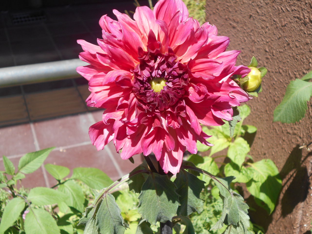 夏の花 ひびき園 さわやか 日記
