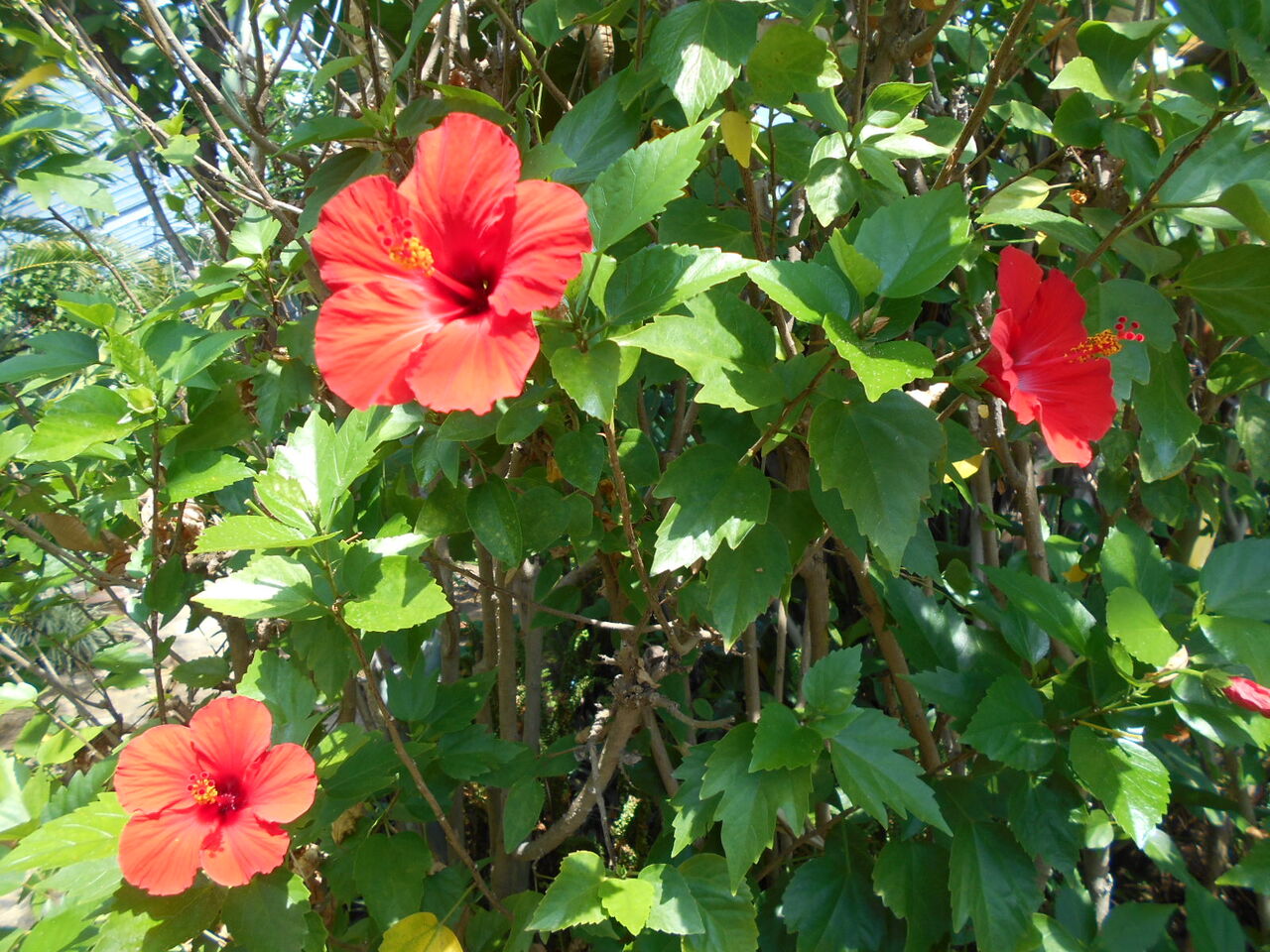 園庭の花 ひびき園 さわやか 日記