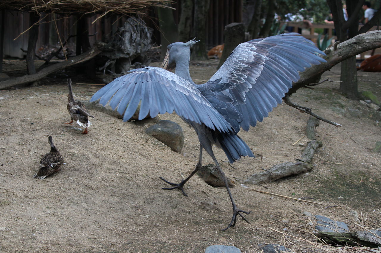 ハシビロコウは動かない鳥として有名ですが 実際のところは たつすな写真部