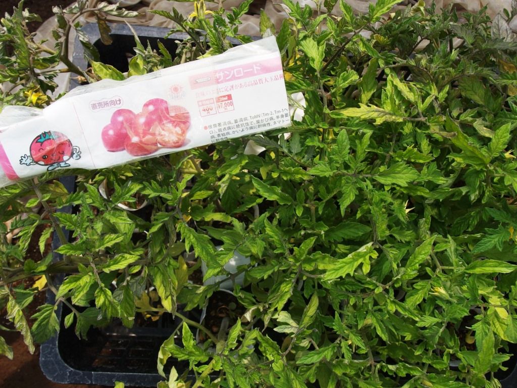 野菜苗好評販売中 特集 トマト ｐａｒｔ ハンダマ Asamana Manager S Blog