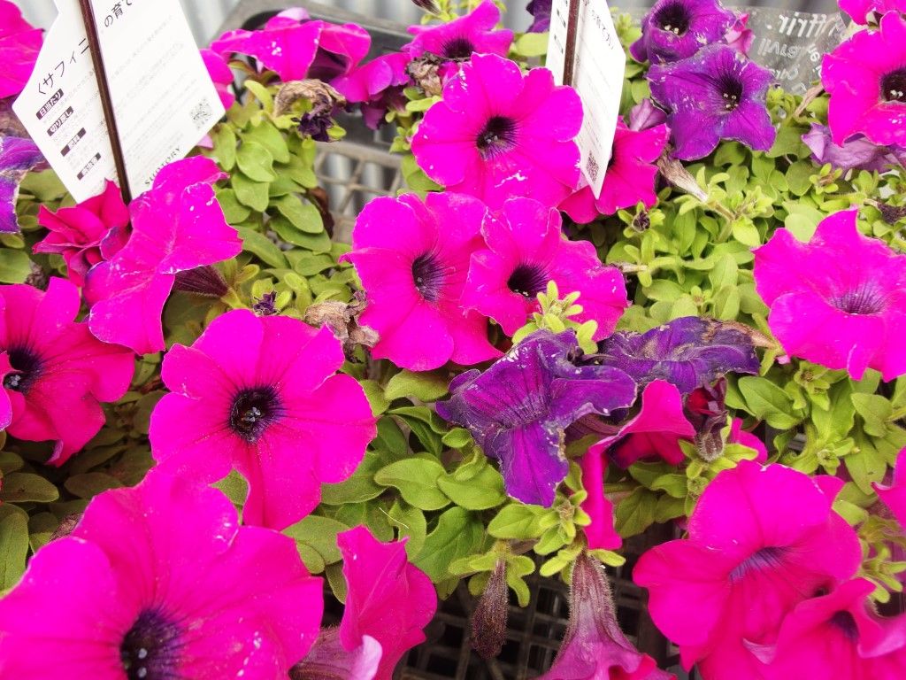 野菜苗好評販売中 特集 真夏の太陽を浴びて育つ トマト Asamana Manager S Blog