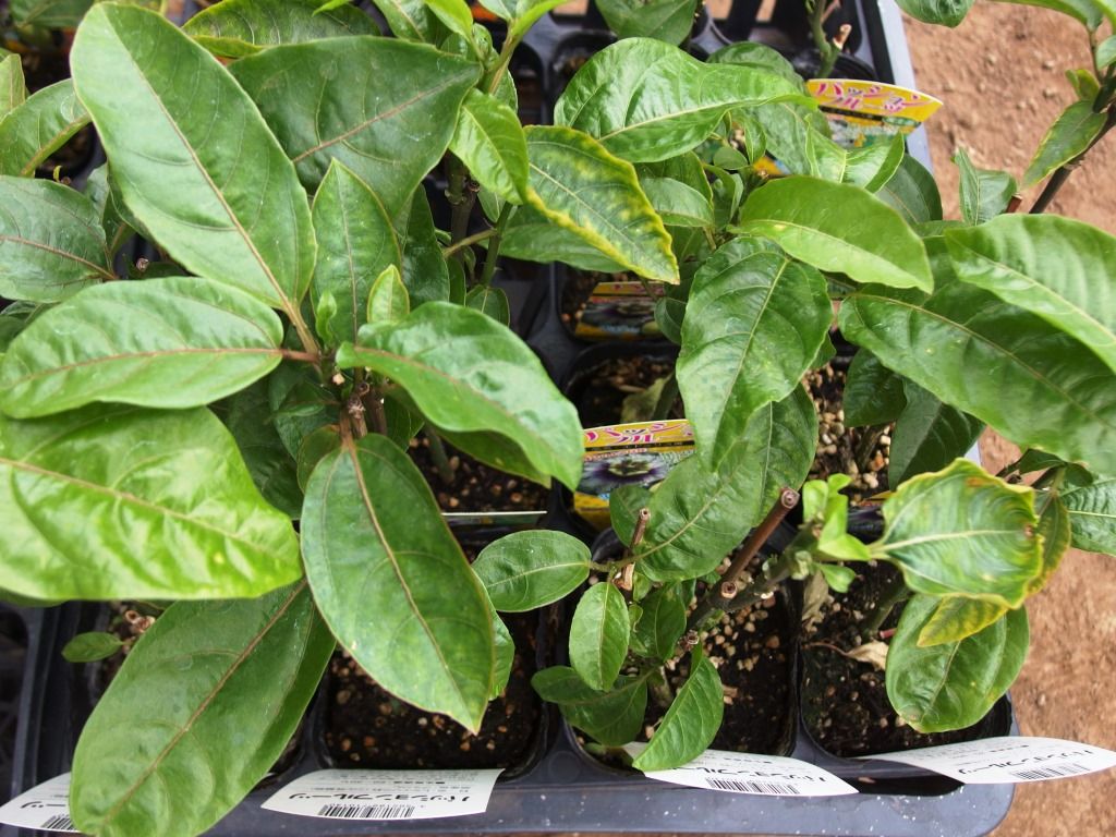 野菜苗販売中 特集 パッションフルーツ ミニトマト Asamana Manager S Blog