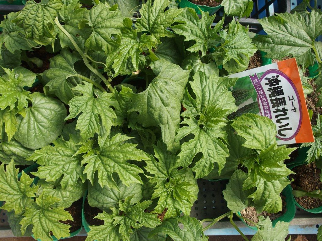 野菜苗販売中 特集 夏バテ対策野菜 オクラ モロヘイヤetc Asamana Manager S Blog 野菜苗販売中 特集 夏バテ対策野菜 オクラ モロヘイヤetc Asamana Manager S Blog