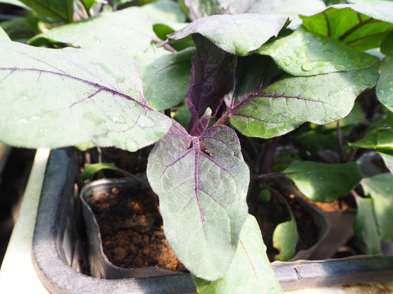 野菜苗好評販売中 特集 ナス科のレアなす 白なす Etc Asamana Manager S Blog