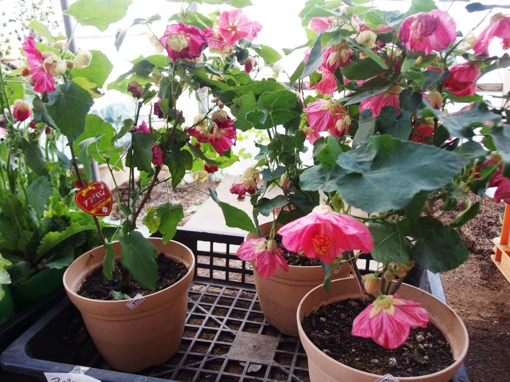 野菜苗好評販売中 特集 ナス科の本命ナスｐａｒｔ 白なす Asamana Manager S Blog