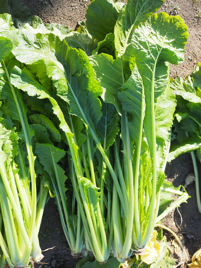 Asamana 小林農園名物野菜 浅間山麓産 野沢菜の原菜 収穫 販売開始いたしました Asamana Manager S Blog Asamana 小林農園名物野菜 浅間山麓産 野沢菜の原菜 収穫 販売開始いたしました Asamana Manager S Blog