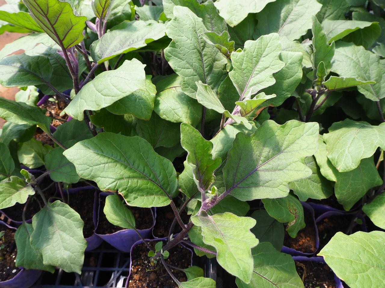 野菜苗好評販売中 特集 ナス科のレアなす 白なす Etc Asamana Manager S Blog