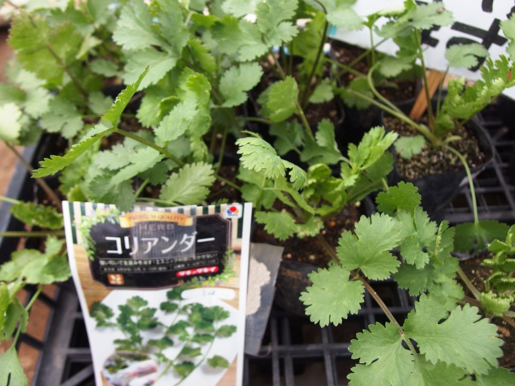 野菜苗好評販売中 特集 ミツバ ハーブ Asamana Manager S Blog
