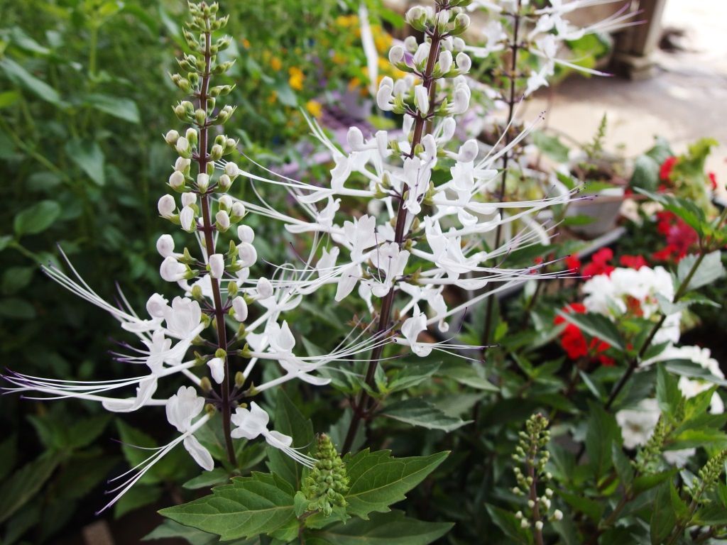 甘酸っぱ い プラム第一弾 大石早生 好評販売中 Asamana Manager S Blog