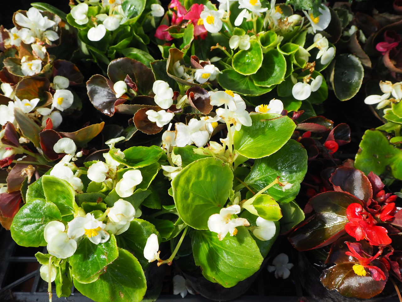 野菜苗好評販売中 特集 真っ赤な果肉はリコピンです すいか Asamana Manager S Blog