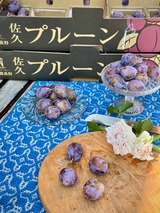 ローブド・サージェン　2025