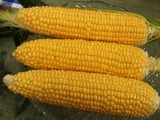 P1010310