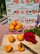 信州サワー 2025