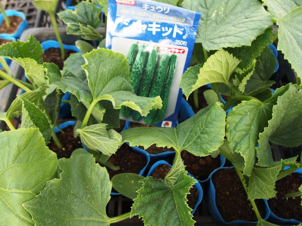 ASAMANA manager's-blog : 野菜苗好評販売中！！特集！見栄えの良さを求める？！キュウリ