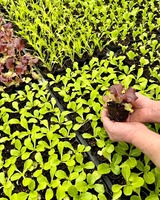 2026 野菜苗　販売