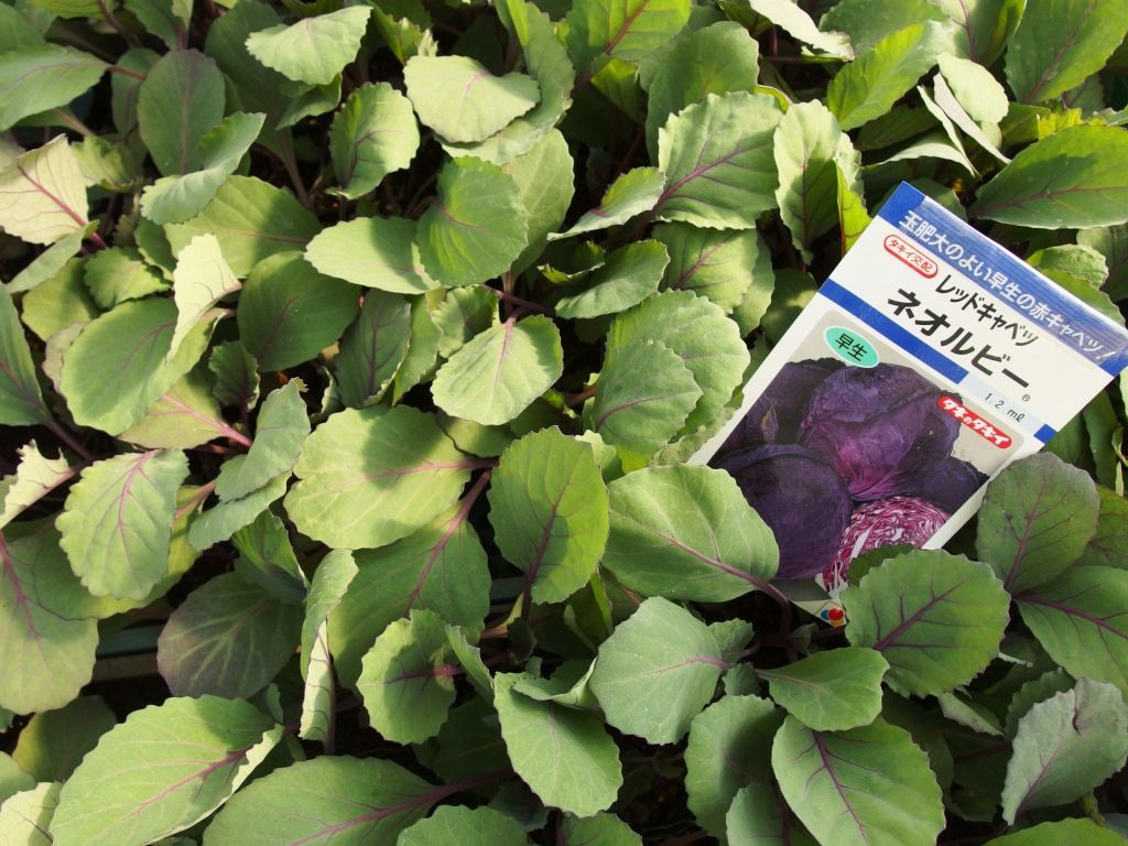 野菜苗好評販売中 アブラナ科 キャベツ 芽キャベツeｔｃ Asamana Manager S Blog