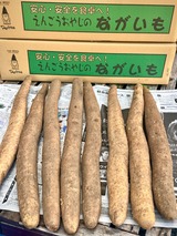 えんごうおやじの長芋　2025