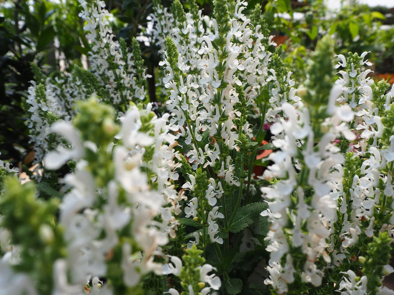 野菜苗好評販売中 特集 ナス科のレアなす 白なす Etc Asamana Manager S Blog