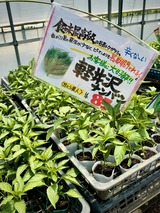 甘とう美人