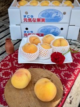 フルーツハリウッド　須高　2025